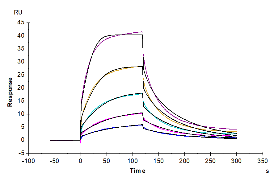 Cynomolgus/Rhesus macaque CD47 Protein (CD7-CM147)