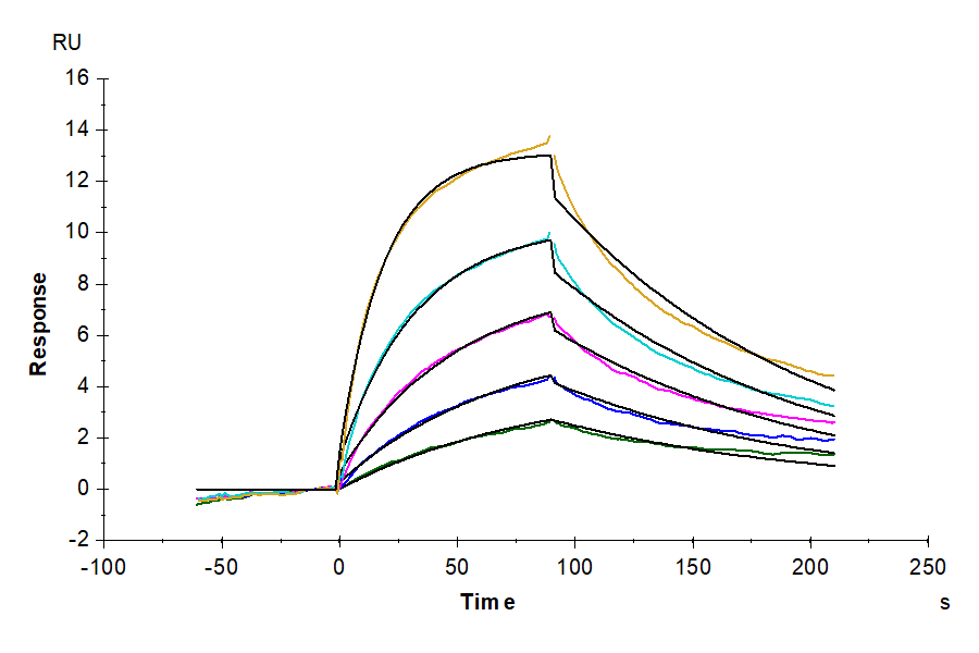 Cynomolgus IL-13 Protein (IL1-CM113)