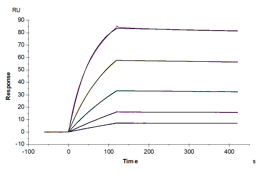 Cynomolgus TNF alpha Protein (TNF-CM10A)