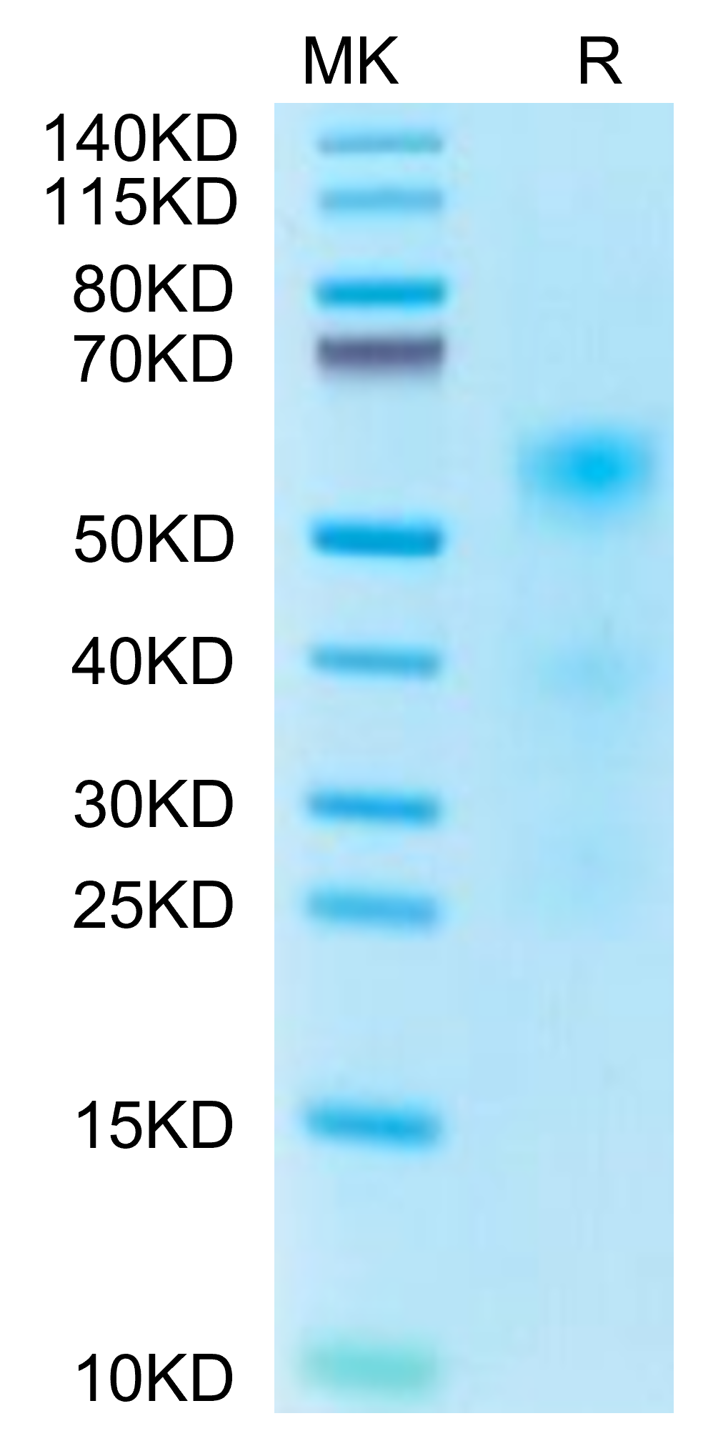 Human TENM2 Protein (TEN-HM1M2)