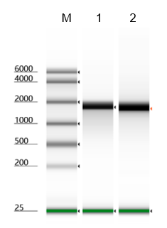 Pyrophosphatase, Inorganic, GMP-Grade (GMP-PYR-YE101), DMF #038030