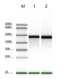 Pyrophosphatase, Inorganic, GMP-Grade (GMP-PYR-YE101), DMF #038030