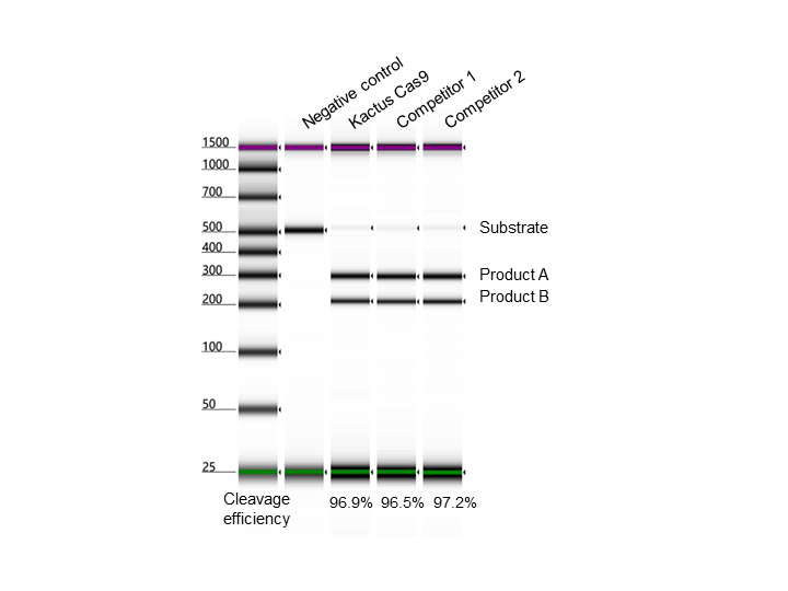 CRISPR Cas9 Protein, GMP grade (GMP-CAS-EE109)