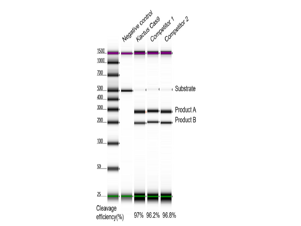 Cas9 Nuclease (GMP-CAS-EE110), GMP grade, DMF #036578