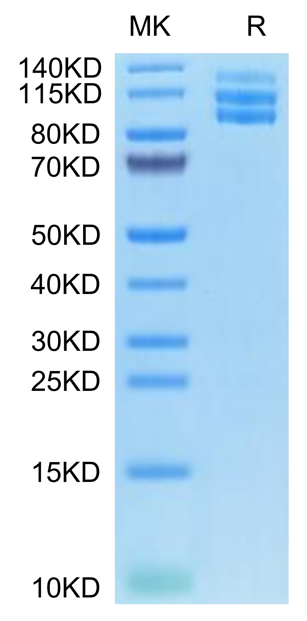 Biotinylated Mouse Integrin alpha V beta 3 (ITGAV&ITGB3) Heterodimer Protein (ITG-MM4V3B)