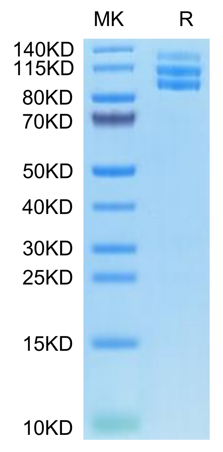 Biotinylated Mouse Integrin alpha V beta 3 (ITGAV&ITGB3) Heterodimer Protein (ITG-MM4V3B)