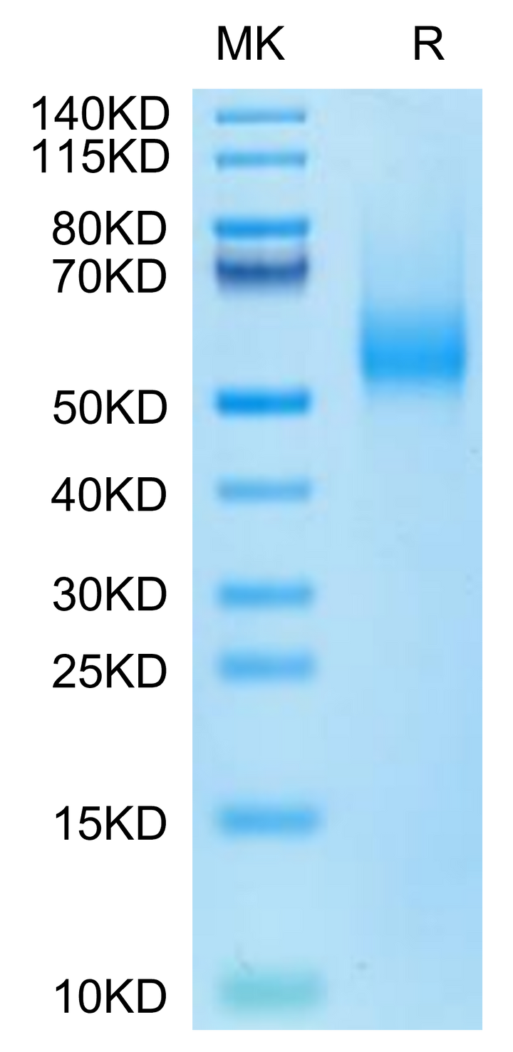 Biotinylated Human CDH17/Cadherin 17 Domain 5-7 Protein (Primary Amine Labeling) (CDH-HM1D4B)