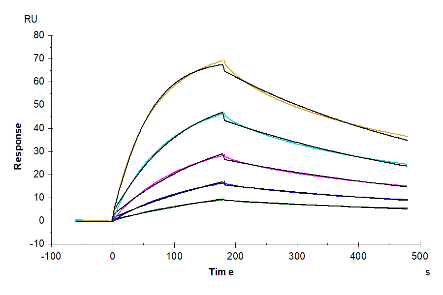 Human IFN alpha/beta R2 Protein (IFN-HM10R)