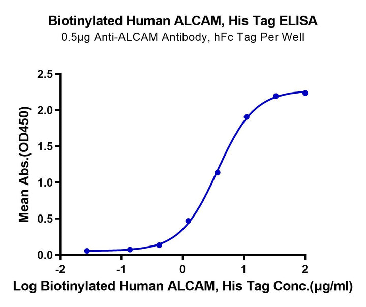 Biotinylated Human ALCAM/CD166 Protein (Primary Amine Labeling) (ALC-HM101B)