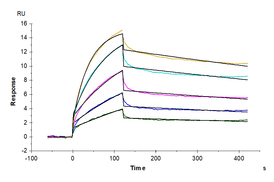 Human Claudin 6 Protein-VLP (CLD-HM006)