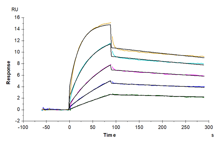 Cynomolgus IL-1 Beta/IL-1F2 Protein (IL1-CE10B)