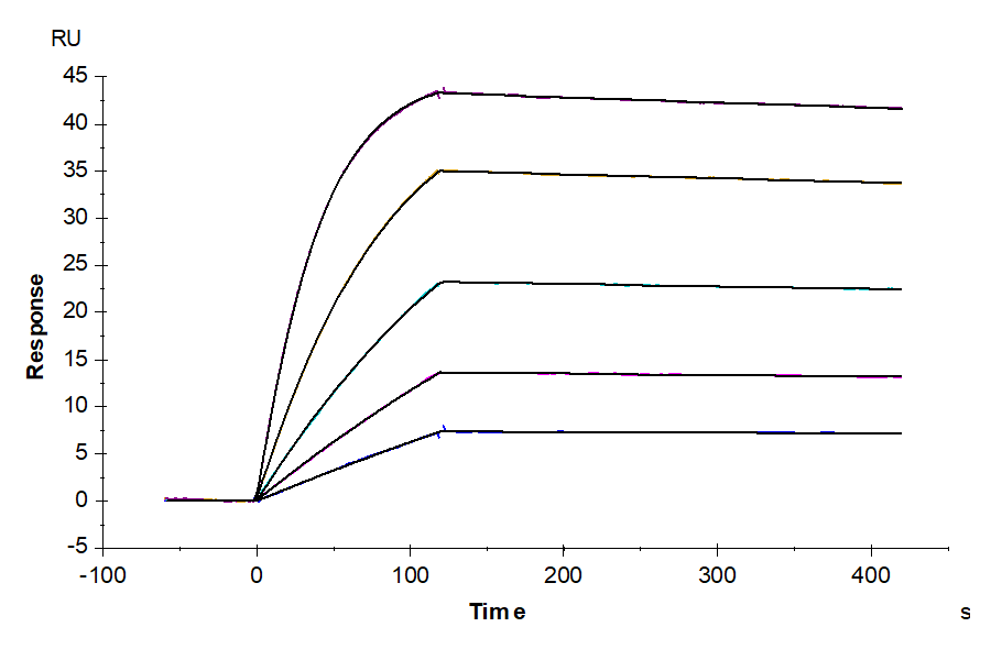 Human IL-1R2/IL-1 RII/CD121b Protein (IL1-HM2R2)