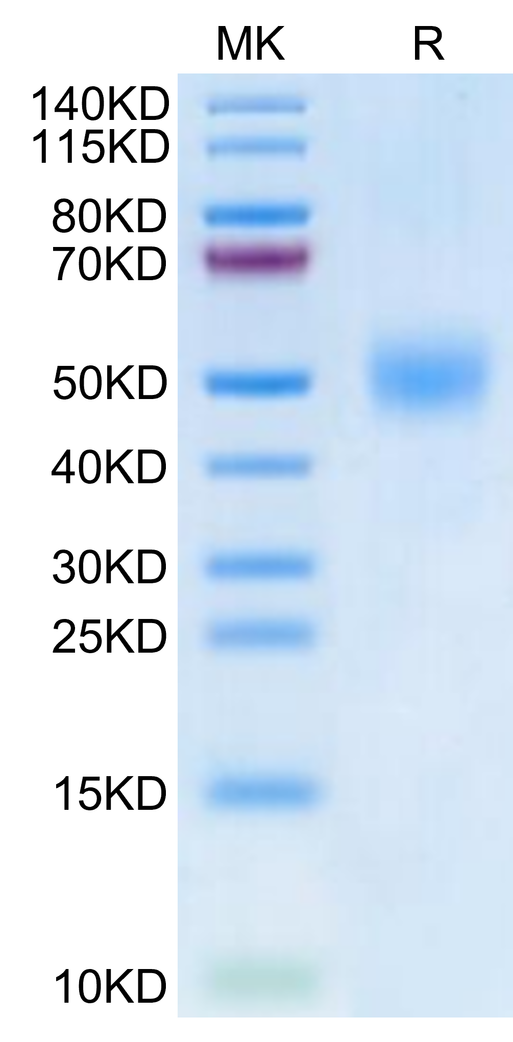 Bis-Tris PAGE gel showing the molecular weight marker (MK) and a single band in the reduced sample lane (R) for biotinylated human FGFR1 beta (IIIc) protein, indicating high purity with a migration between 45-55 kDa.