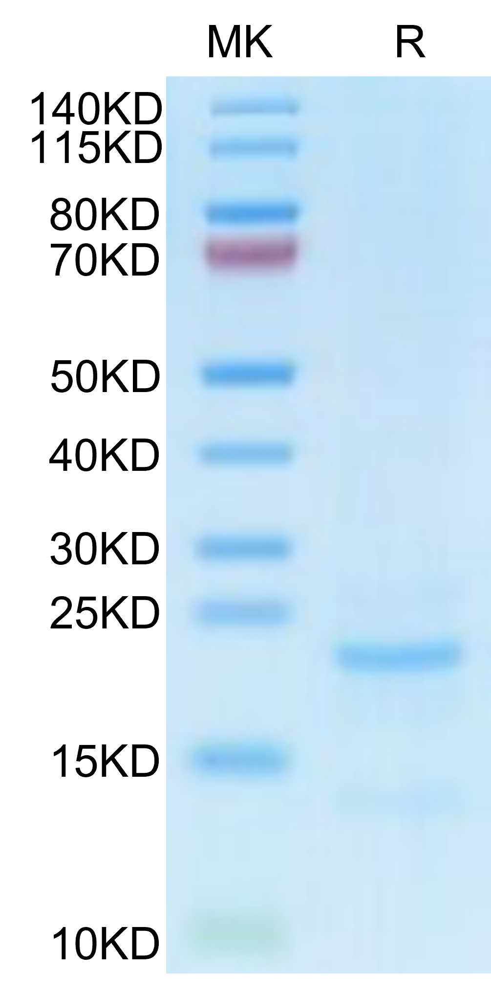 Cynomolgus NTS1 Protein (NTS-CM101)