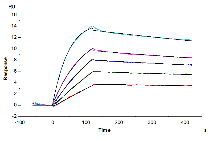 Human TNFRSF12A/TWEAKR Protein (TNF-HM20A)