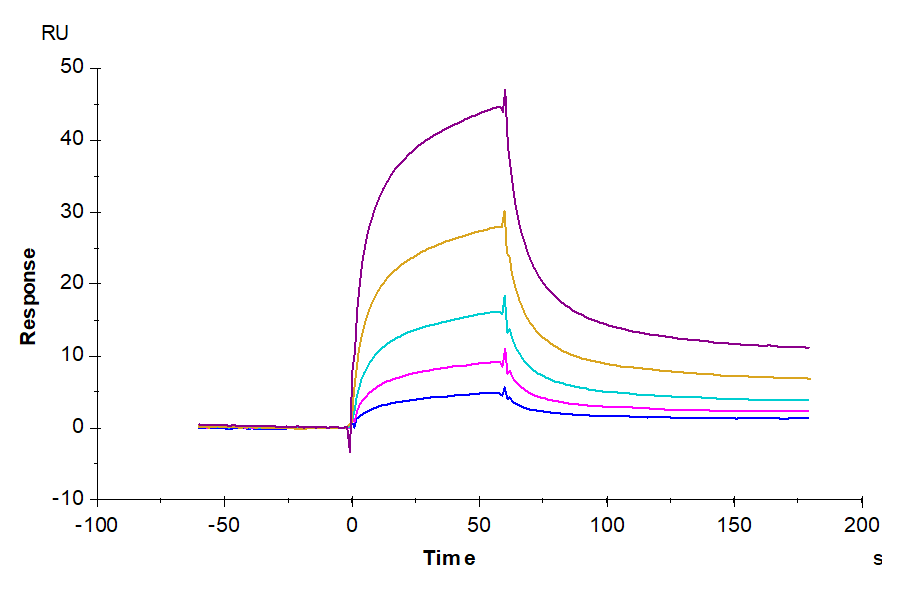 Cynomolgus CD2/SRBC Protein (CD2-CM202)