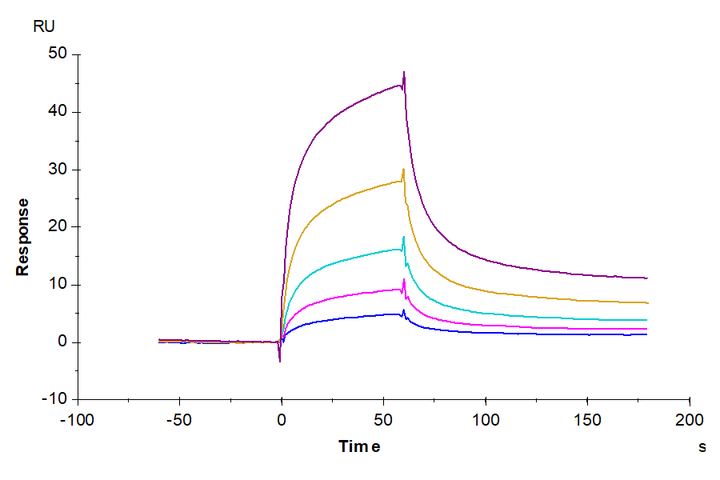 Cynomolgus CD2/SRBC Protein (CD2-CM202)