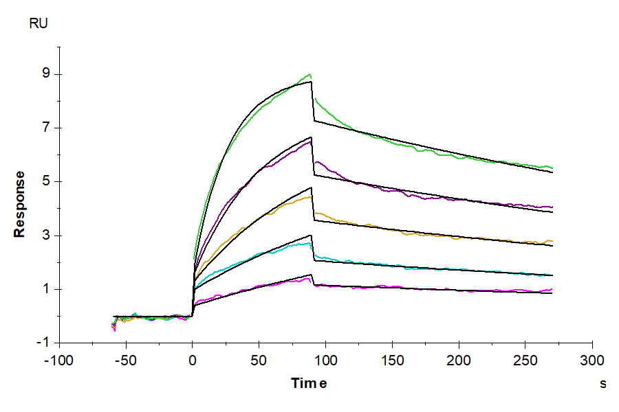 Human LILRB4/CD85k/ILT3 Protein (LIL-HM2B4)