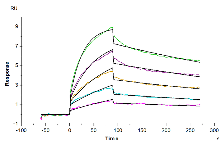 Human LILRB4/CD85k/ILT3 Protein (LIL-HM2B4)