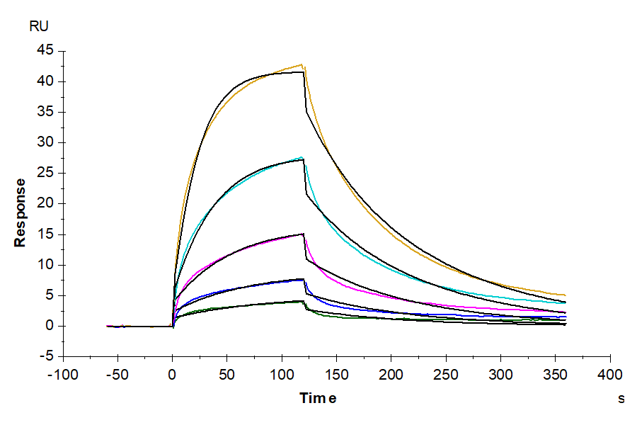 Mouse FLT3 Ligand Protein (FLT-MM23L)