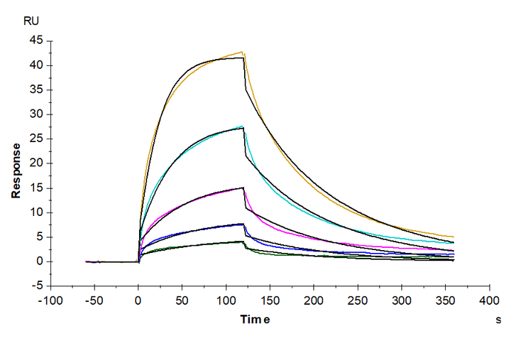 Mouse FLT3 Ligand Protein (FLT-MM23L)