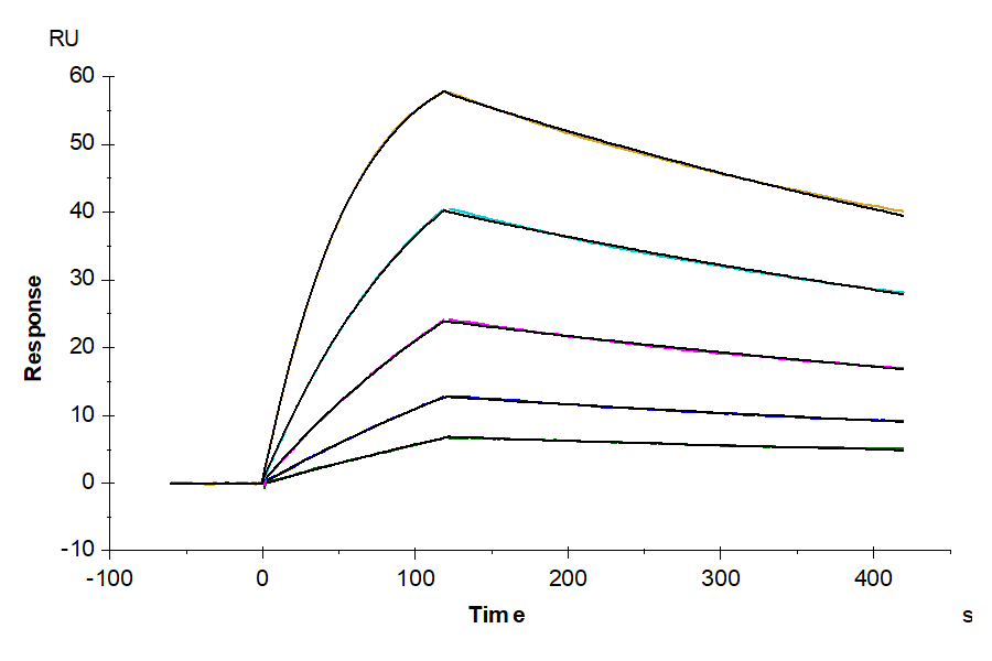 Biotinylated Cynomolgus IL-18BP Protein (Primary Amine Labeling)  (IL8-CM1BPB)