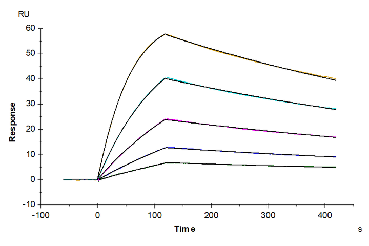 Biotinylated Cynomolgus IL-18BP Protein (Primary Amine Labeling)  (IL8-CM1BPB)