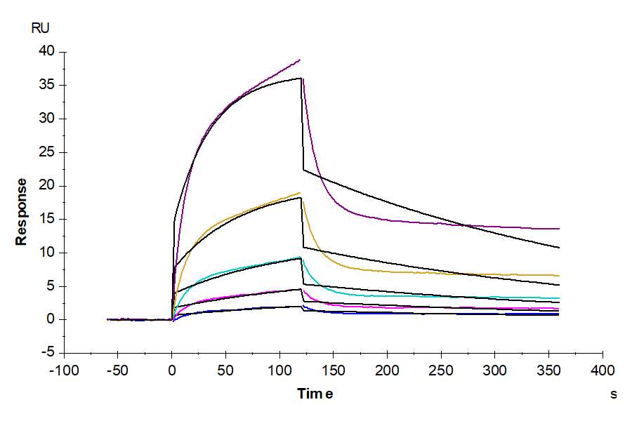 Human NKG2D/CD314 Protein (NKG-HM42D)