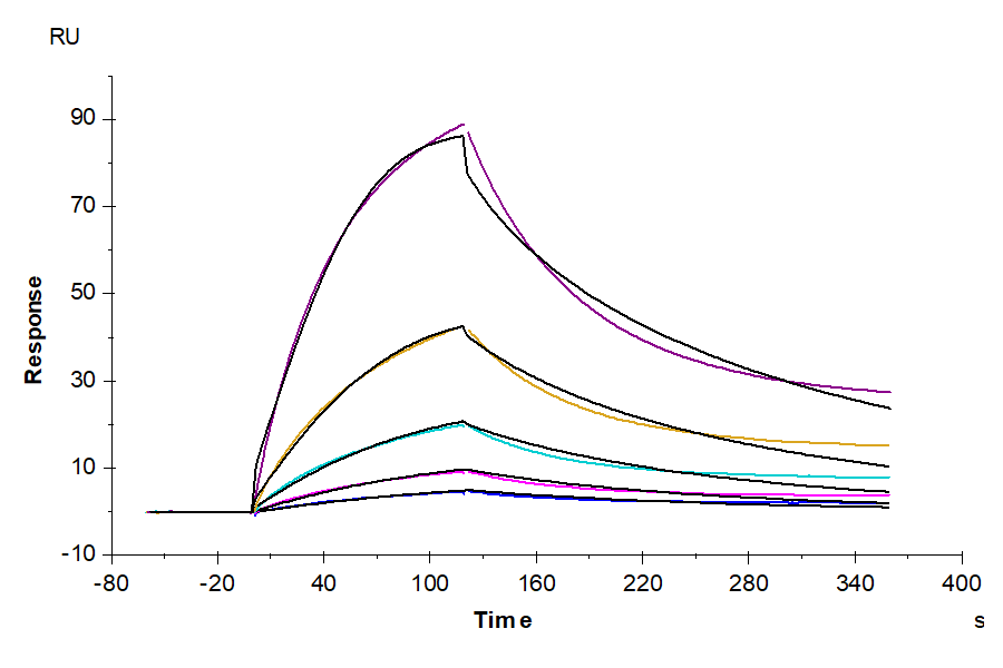 Human MICA Protein (MIC-HM20A)