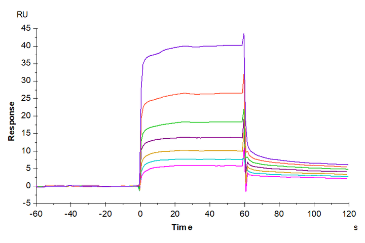 Human APOE3/Apolipoprotein E Protein (APO-HM101)