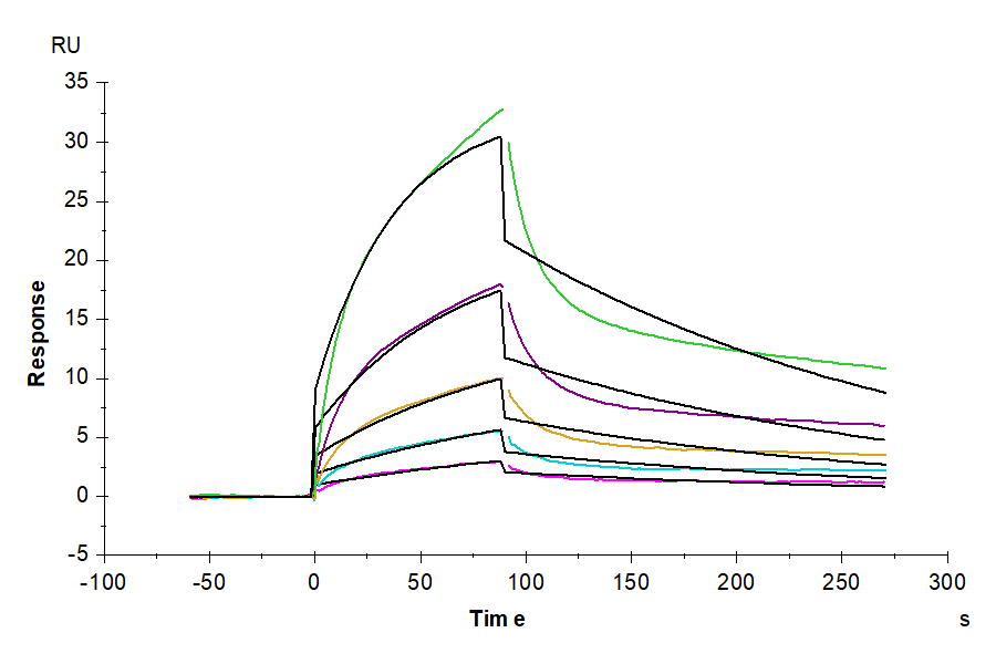 Biotinylated Mouse PLAU/uPA Protein (PLA-MM401B)