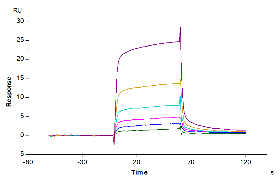 Human Mature TGF beta 1 Protein (TG1-HM00M)