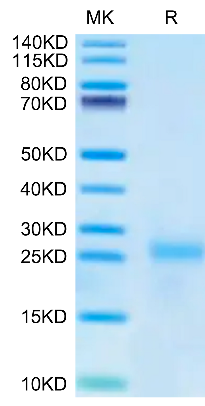 Cynomolgus IL-9 Protein (IL9-CM101)