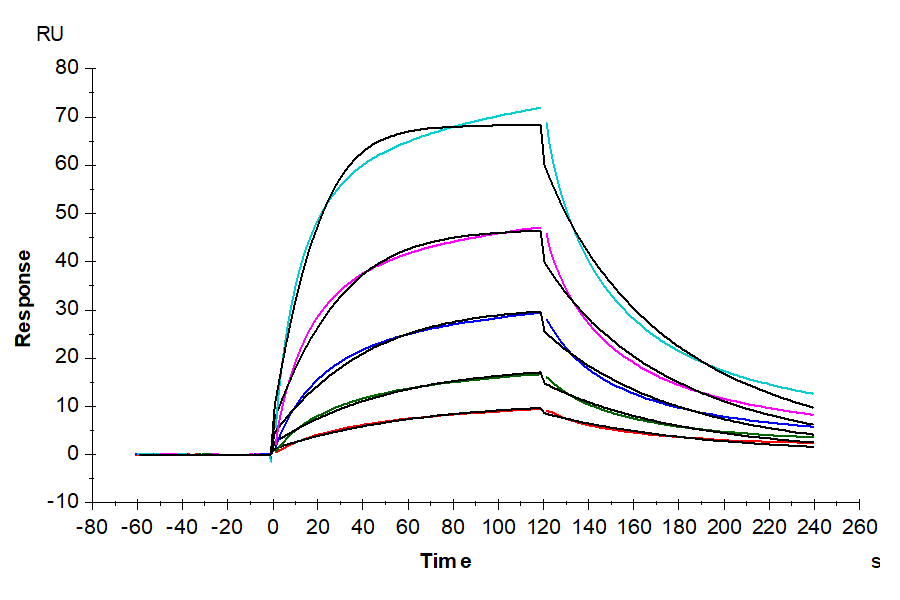 Human FGF-7/KGF Protein (KGF-HE101)