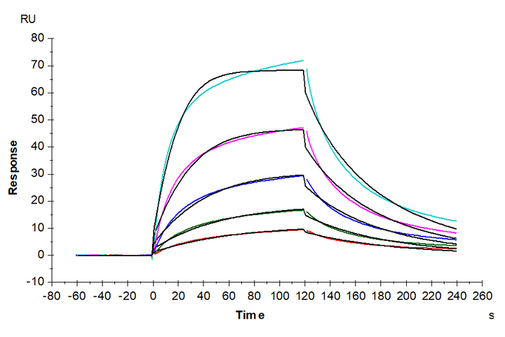 Human FGF-7/KGF Protein (KGF-HE101)