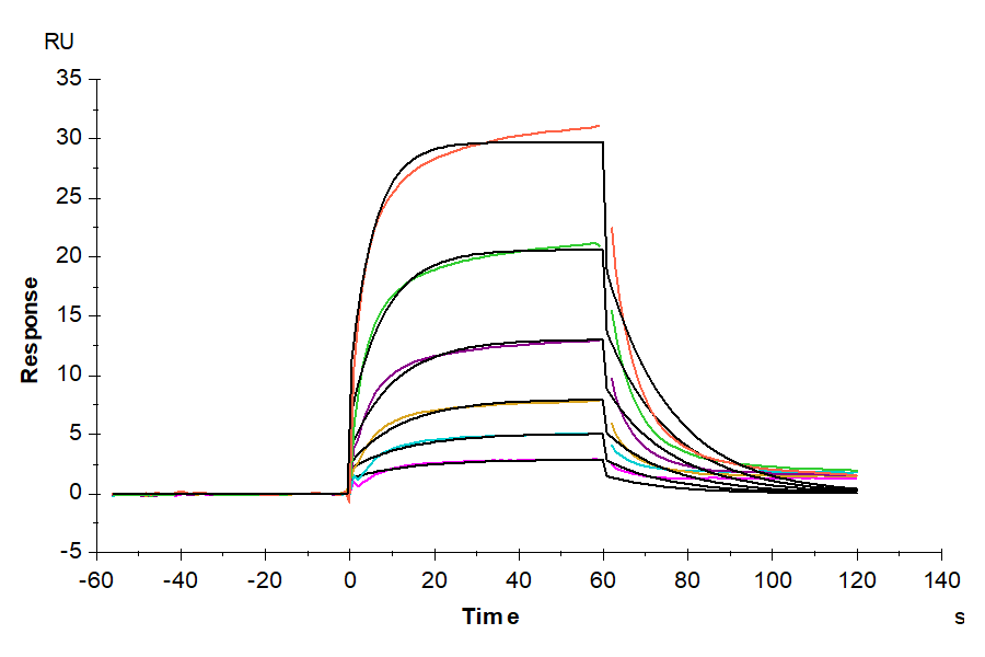 Human GAS6 Protein (GAS-HM116)