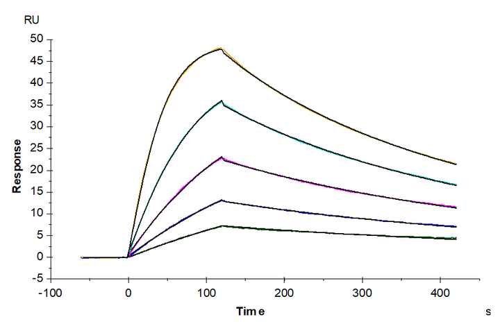 Human IL-18 Protein (IL1-HE018)