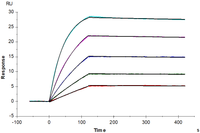 Human HLA-A*02:01&B2M&MAGE-A4 (GVYDGREHTV) Tetramer Protein (MHC-HM401T)