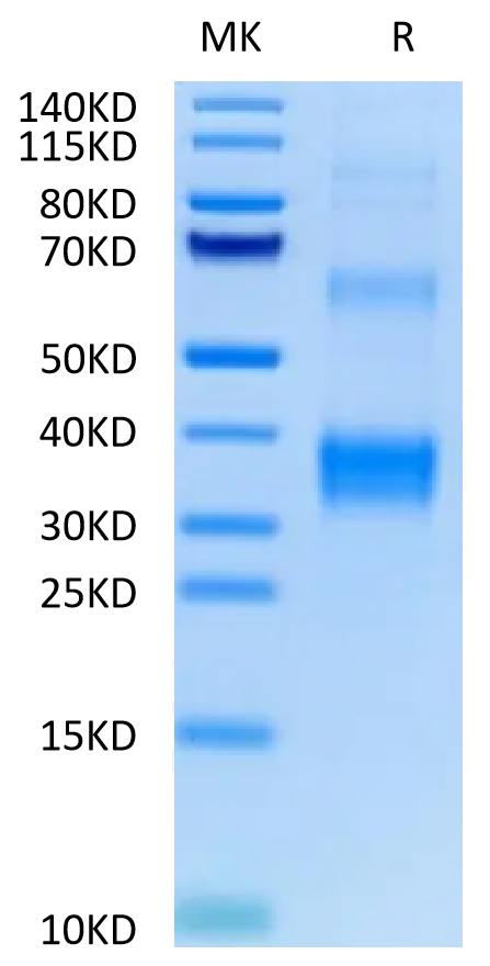 Biotinylated Human BDCA-2 Protein (BCA-HM402B)