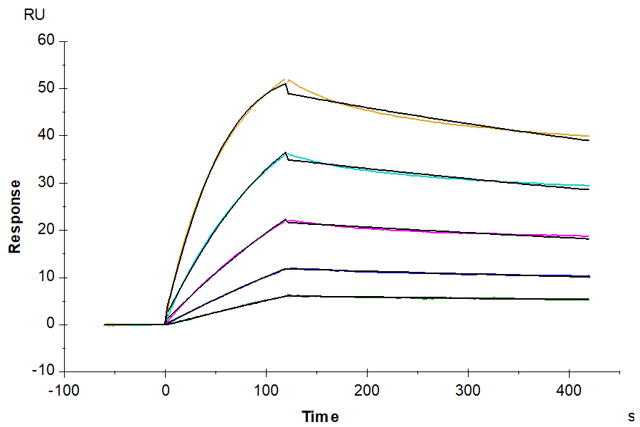 Human BDCA-2 Protein (BCA-HM102)