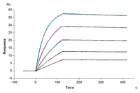 Human DLL3 Protein (DLL-HM103)