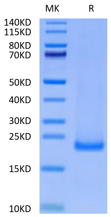 Cynomolgus MD2 Protein (MD2-CE102)