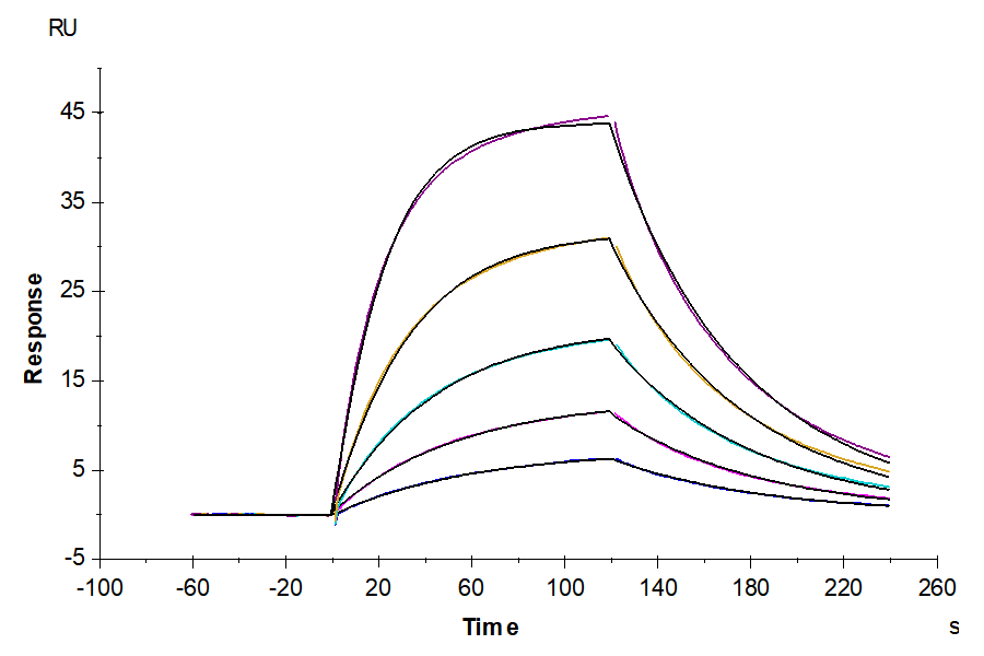 Cynomolgus IL-22R alpha 1 Protein (ILR-CM122)