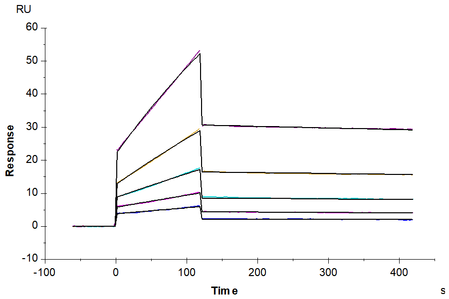 Biotinylated Human ANGPTL2/Angiopoietin-like 2 Protein (ANG-HM4L2B)