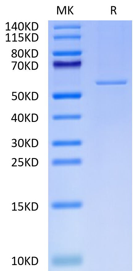 Human CKAP4 Protein (CAP-HE1P4)