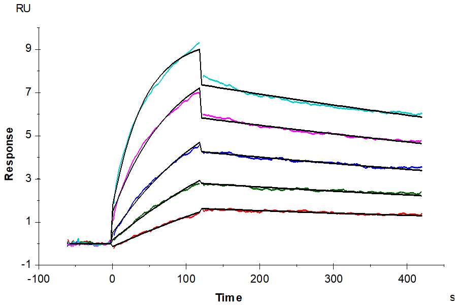 Mouse Integrin alpha V beta 3 (ITGAV&ITGB3) Heterodimer Protein (ITG-MM2V3)