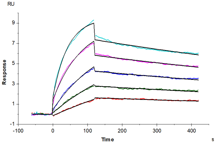 Mouse Integrin alpha V beta 3 (ITGAV&ITGB3) Heterodimer Protein (ITG-MM2V3)