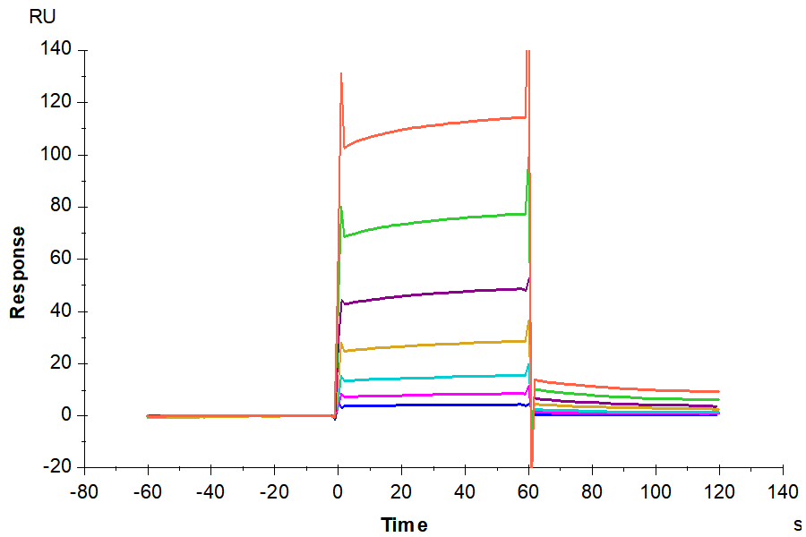 Human Fc gamma RIIB/CD32b Protein (CDB-HM401)