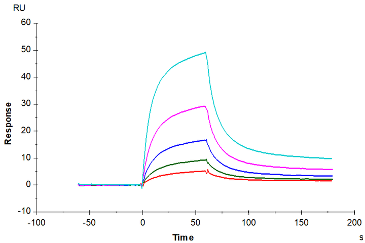 Cynomolgus CD2/SRBC Protein (CD2-CM202)