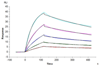 Human TNFR2/CD120b/TNFRSF1B Protein (TNF-HM3R2)